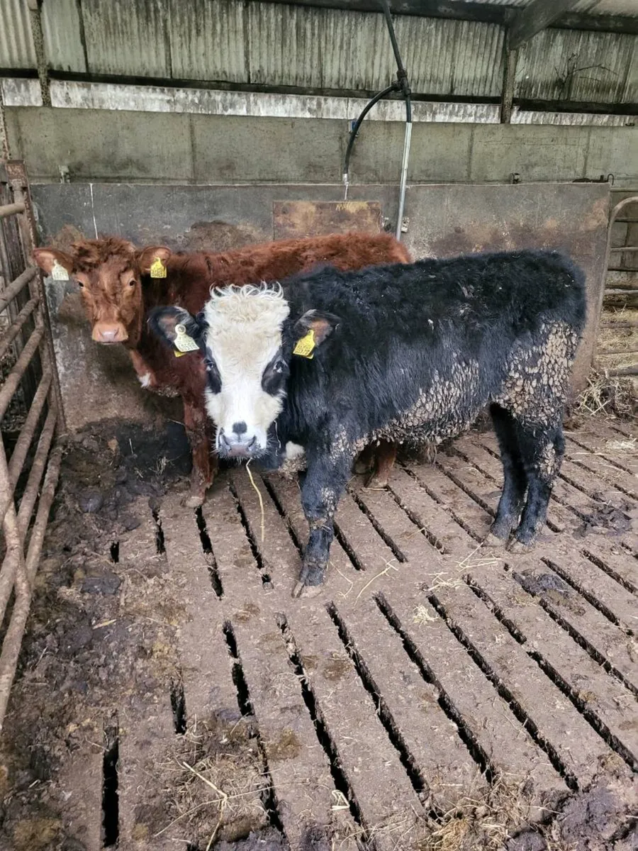 Organic weanlings - Image 1