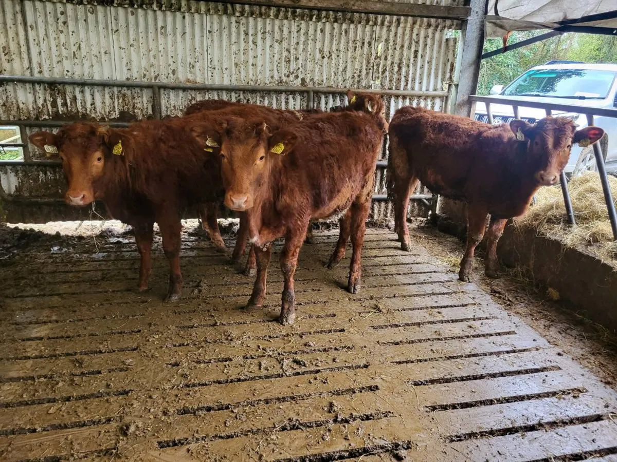 Organic weanlings - Image 2