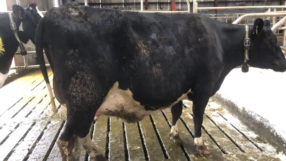 Pedigree friesian incalf heifers - Image 1