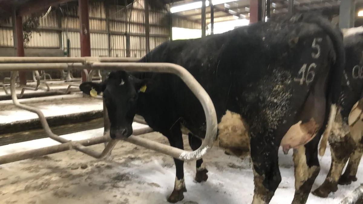 Pedigree friesian incalf heifers - Image 2