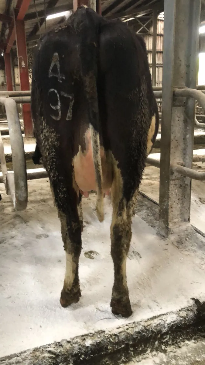 Pedigree friesian incalf heifers - Image 3