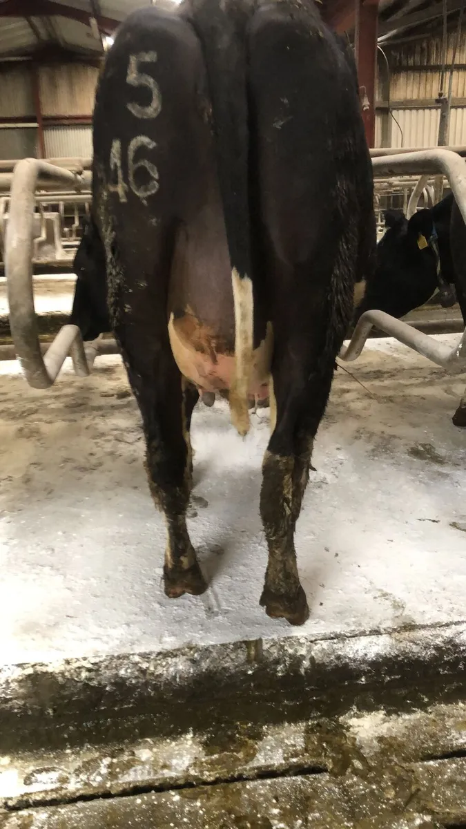 Pedigree friesian incalf heifers - Image 4