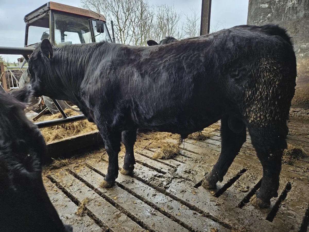 Vasectomised Bull - Image 1