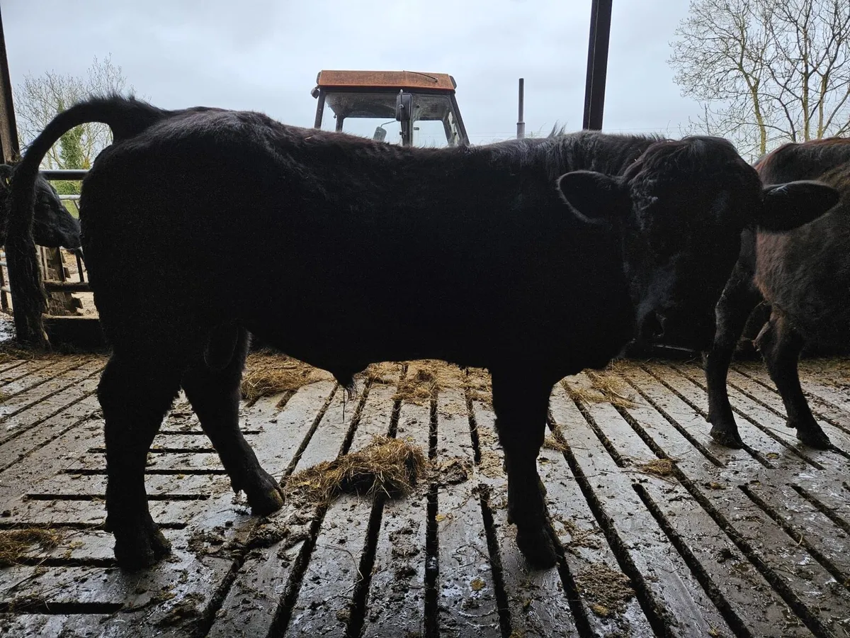 Vasectomised Bull - Image 2