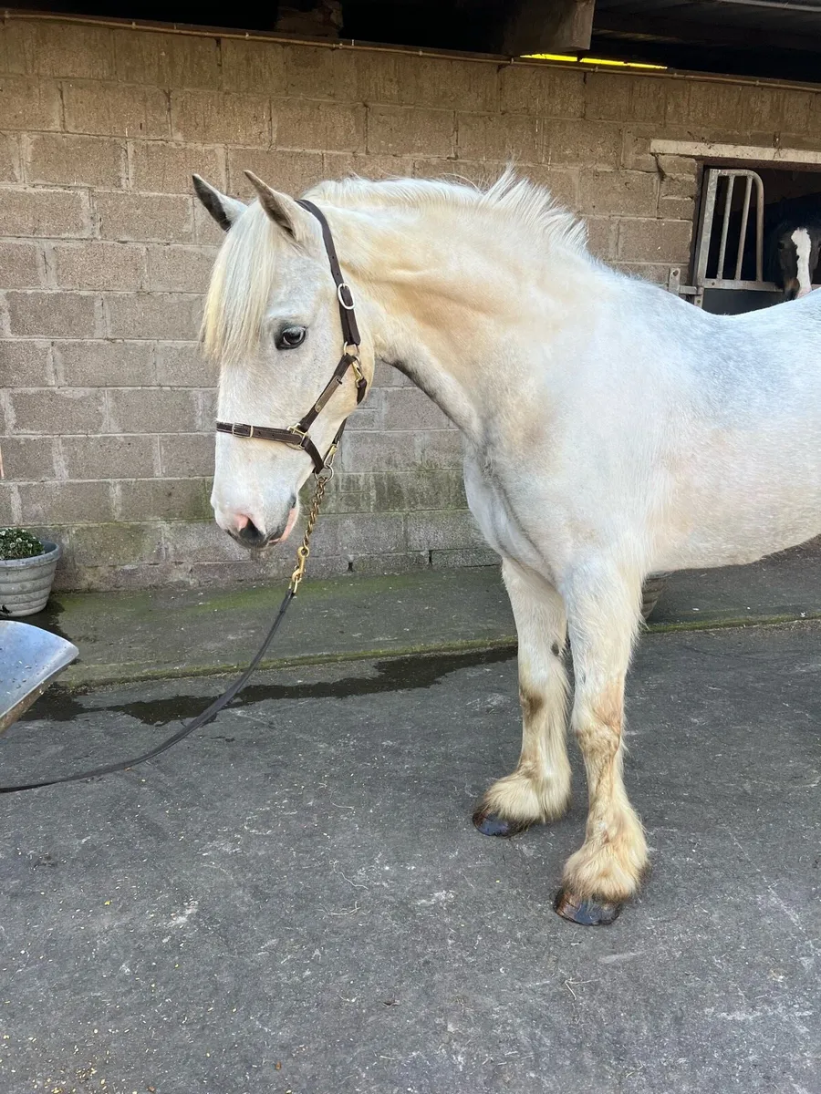 Ultimate all rounder/ performance cob - Image 2