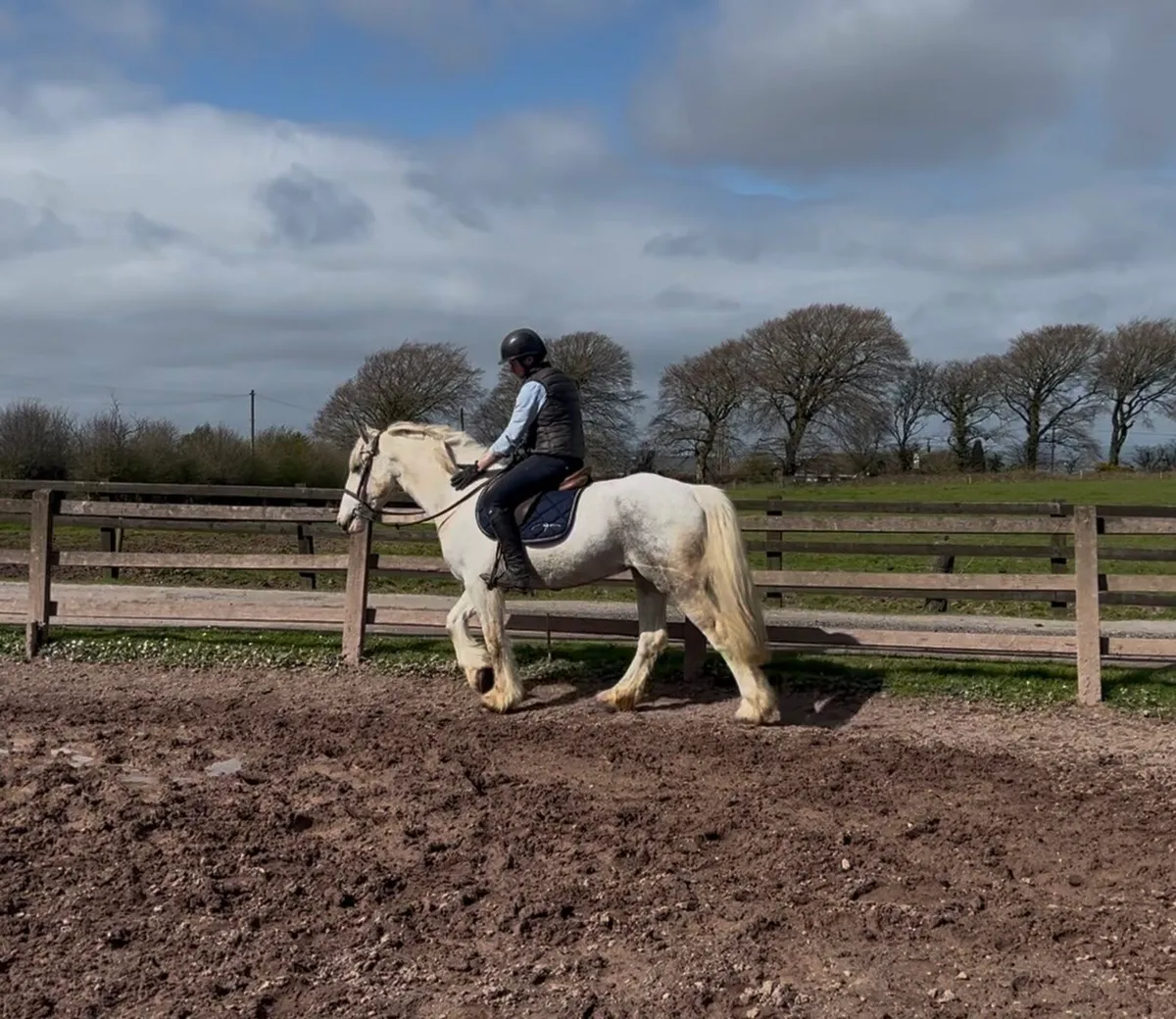 Ultimate all rounder/ performance cob - Image 3