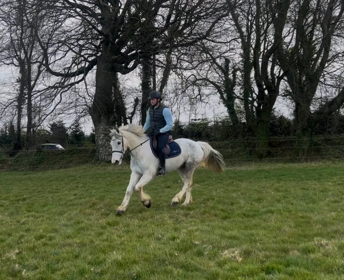 Ultimate all rounder/ performance cob - Image 4