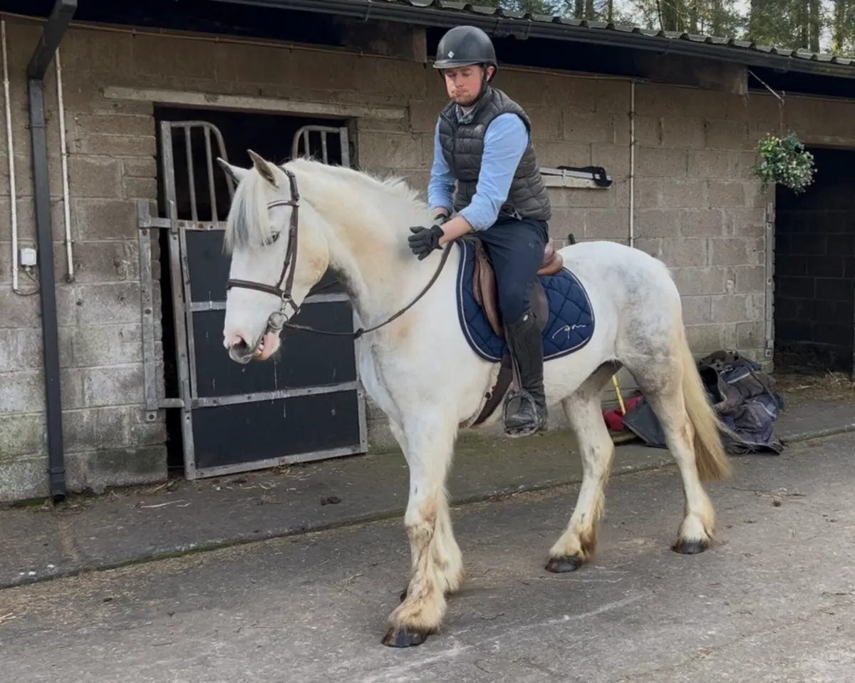 Ultimate all rounder/ performance cob - Image 1