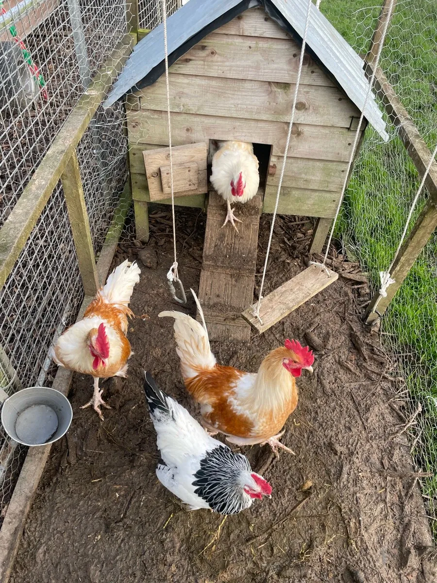 4 Roosters free - Image 2