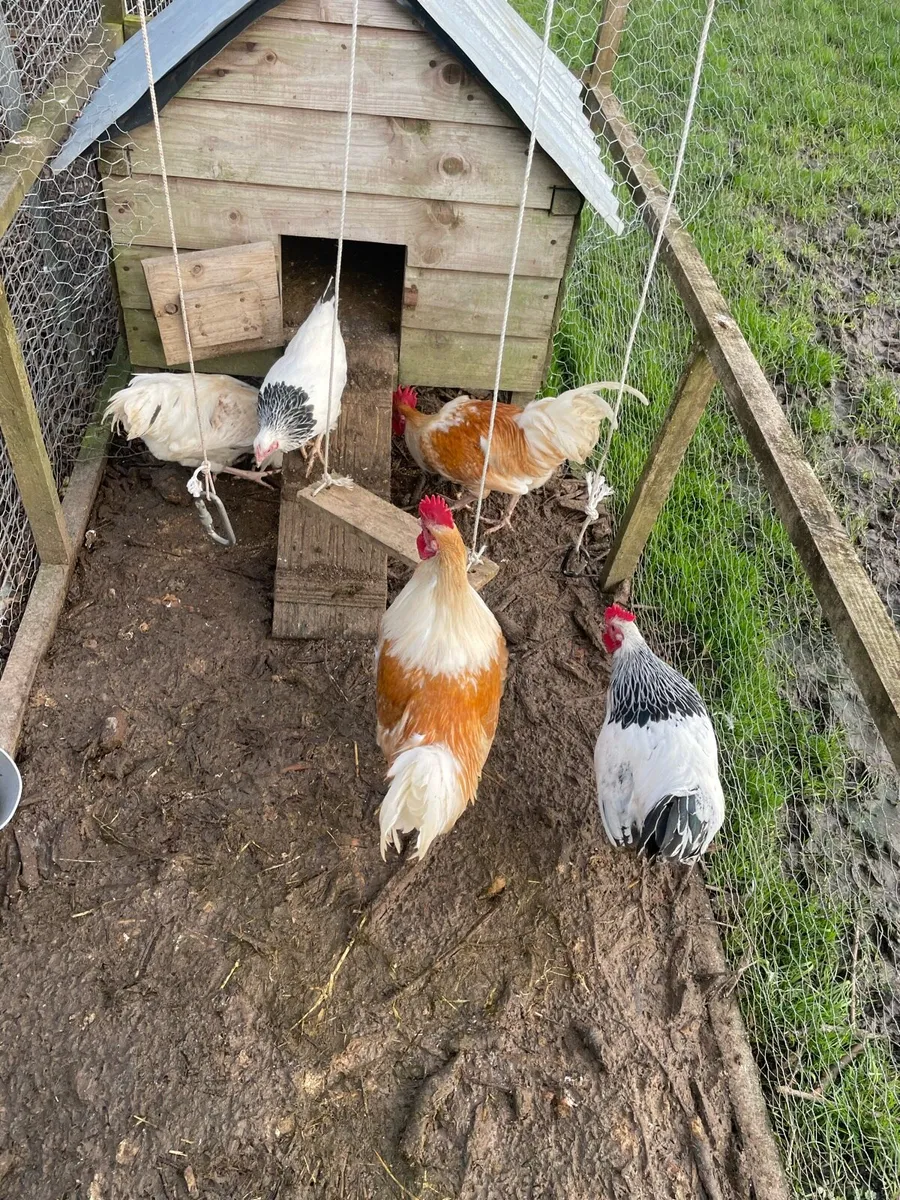 4 Roosters free - Image 1