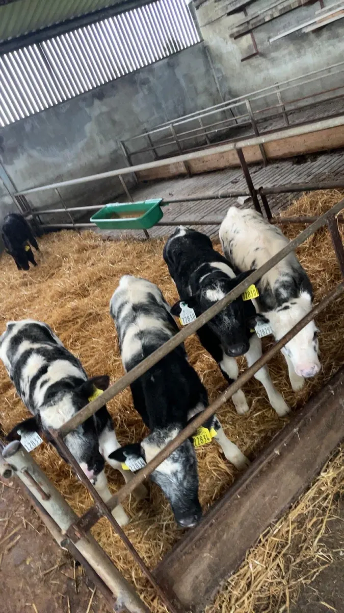 Bb heifer calves - Image 1