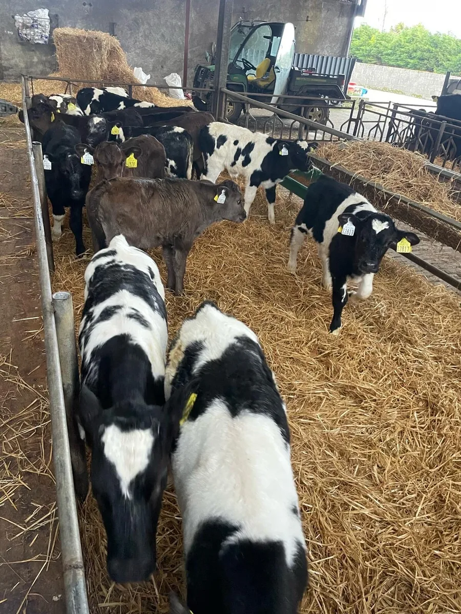 Bb heifer calves - Image 2