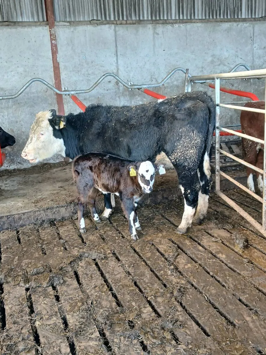 Hereford cow and calf - Image 1