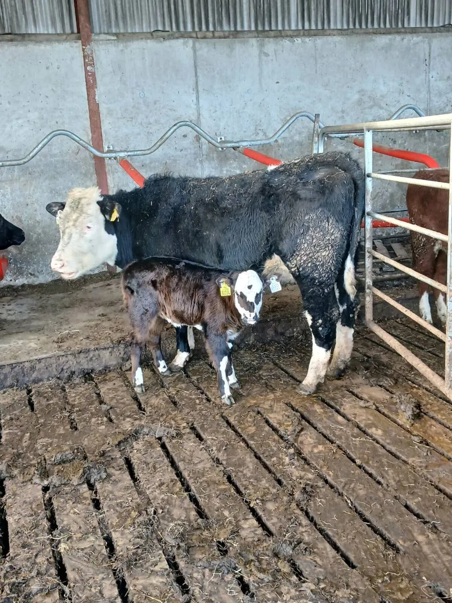 Hereford cow and calf - Image 2