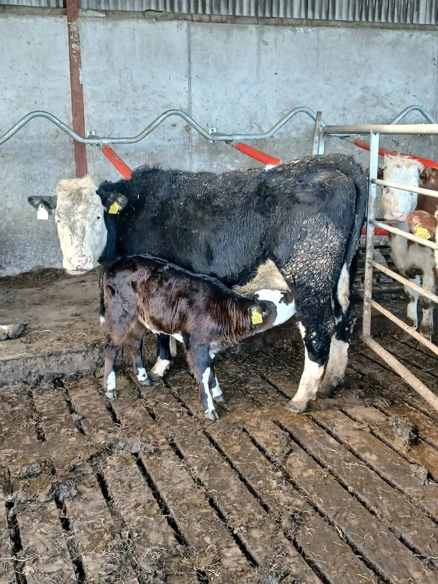 Hereford cow and calf - Image 3