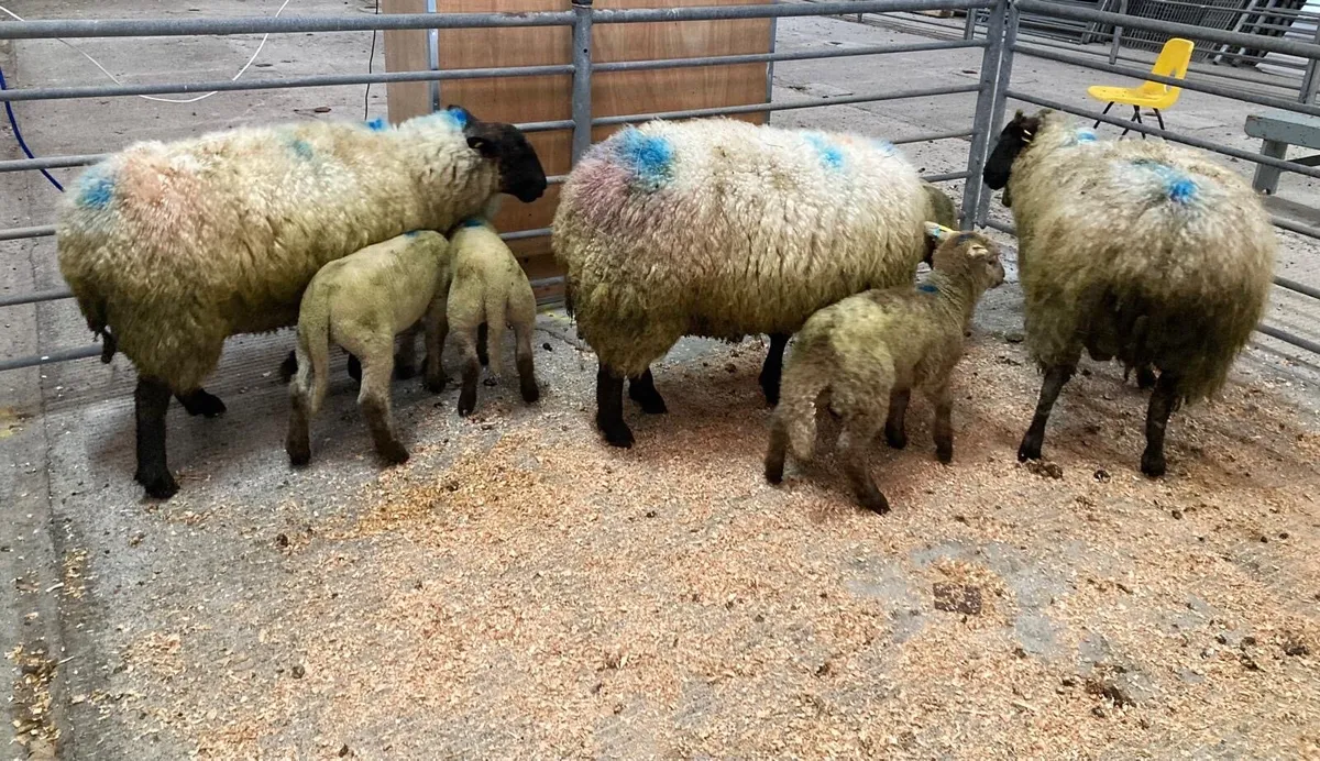 Gort Mart: Ewes & Lambs - Image 3