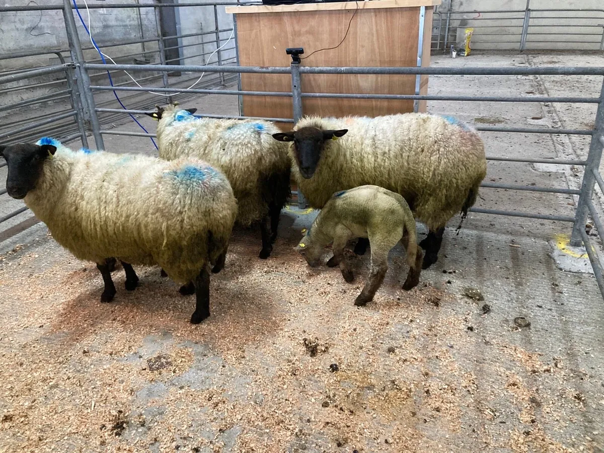 Gort Mart: Ewes & Lambs - Image 1