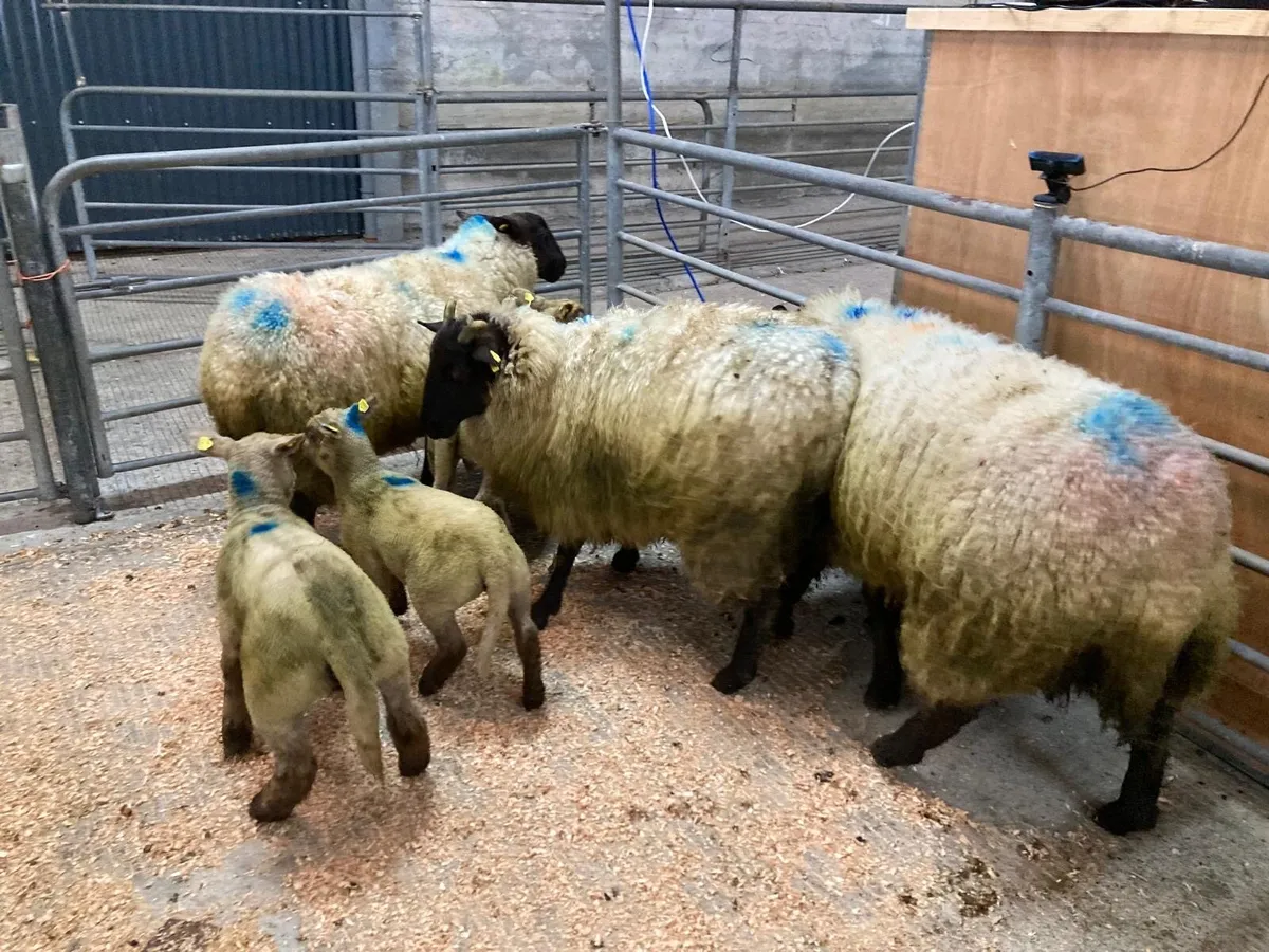 Gort Mart: Ewes & Lambs - Image 2