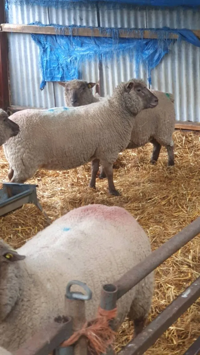 8 inlamb purebred vendeen hogget ewes - Image 2