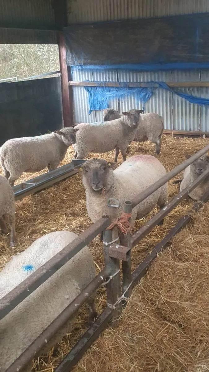 8 inlamb purebred vendeen hogget ewes - Image 1