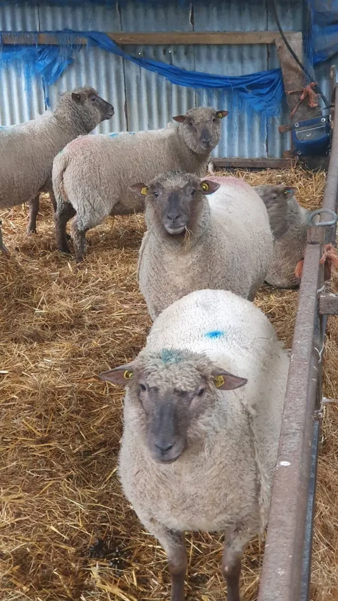 8 inlamb purebred vendeen hogget ewes - Image 4