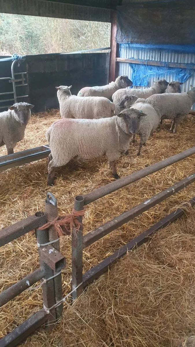 8 inlamb purebred vendeen hogget ewes - Image 3