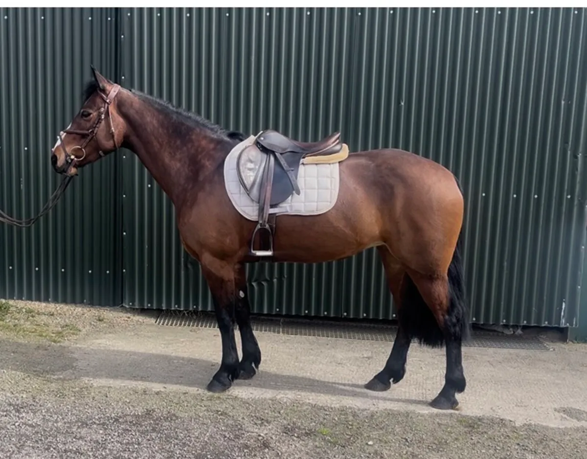 ☘️Killisk Ally☘️ - Image 2