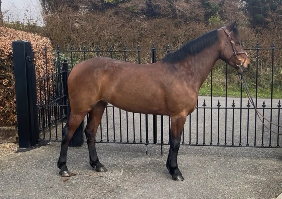 ☘️Killisk Ally☘️ - Image 1