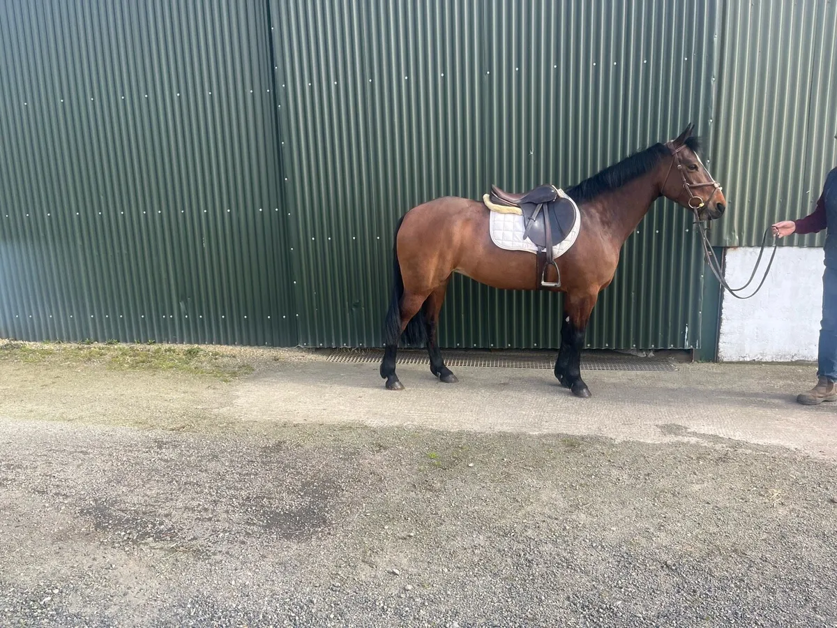 ☘️Killisk Ally☘️ - Image 3