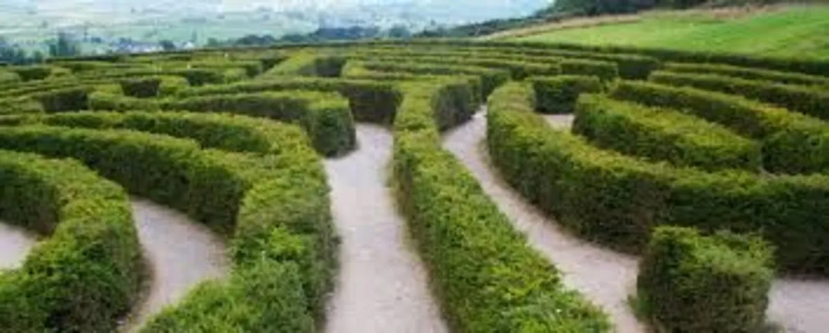Yew Hedging 2ft just 5 euro - Image 2
