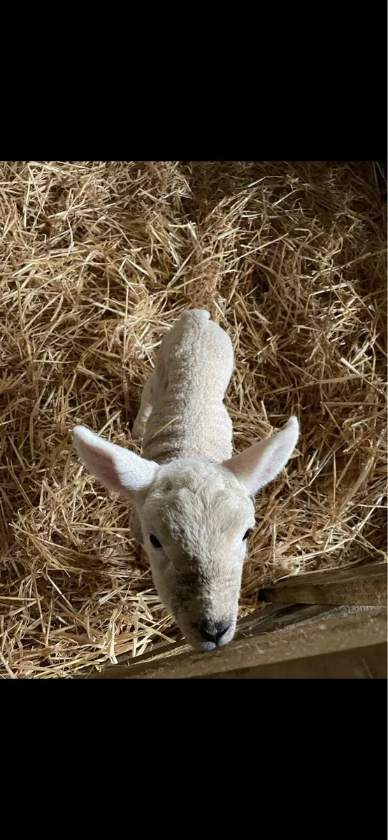 Pet lambs - Image 1