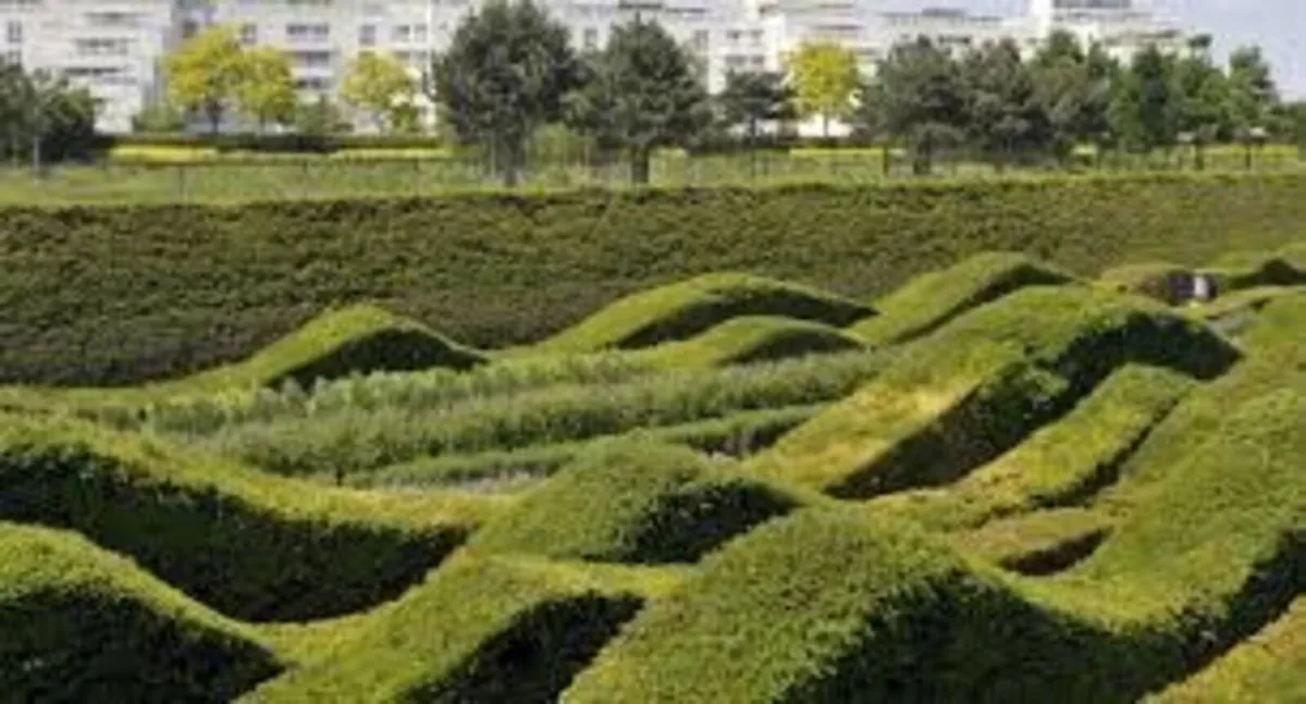 Yew Hedging 2ft just 5 euro - Image 3