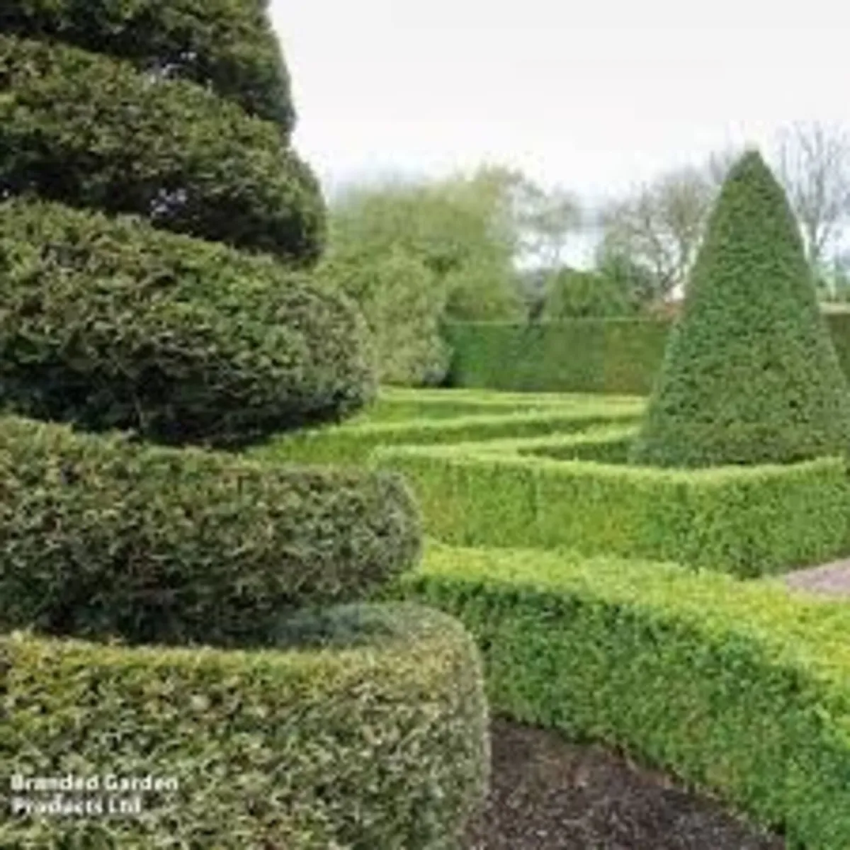 Yew Hedging 2ft just 5 euro - Image 1