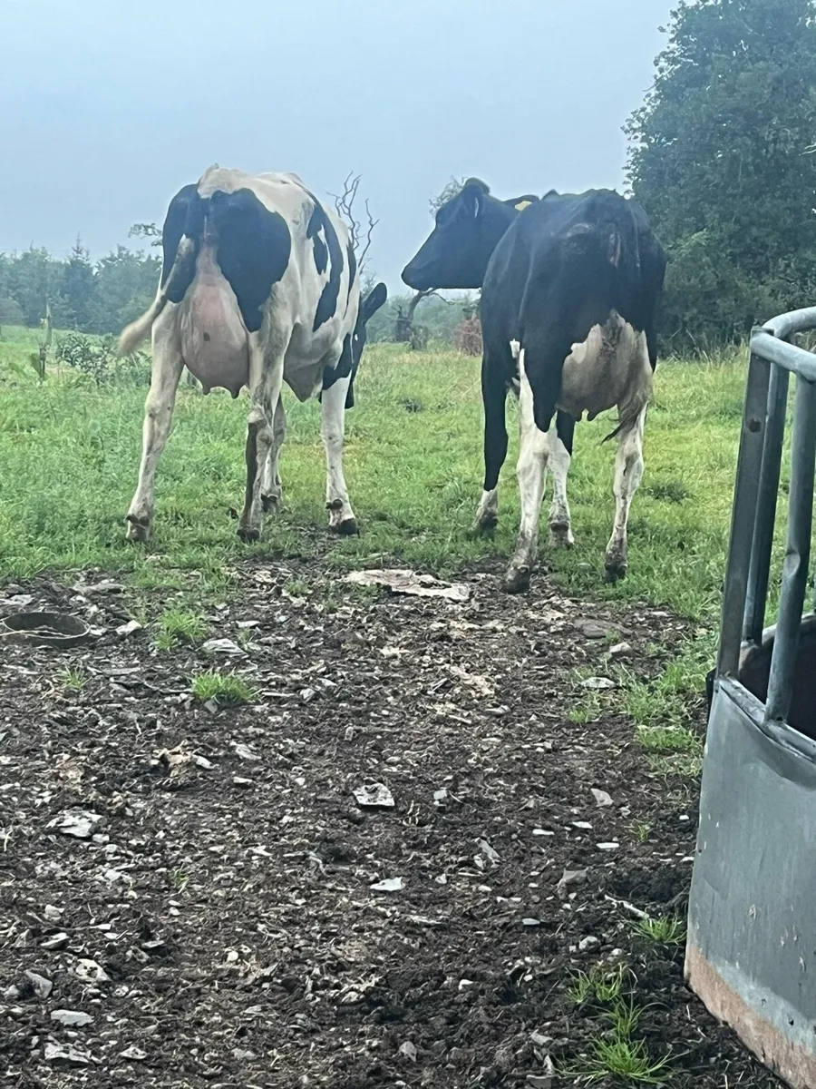 Cows - Image 1