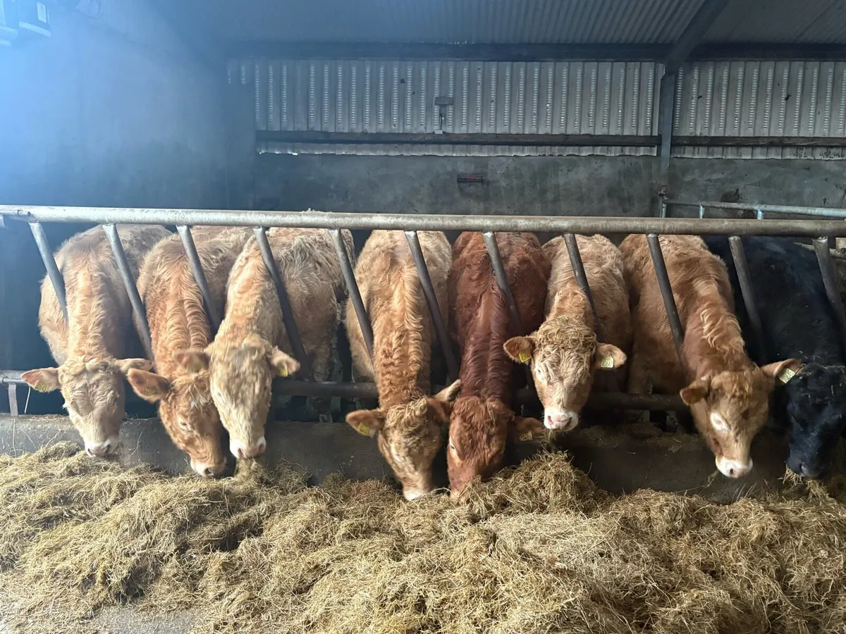 Weanling Heifers - Image 1