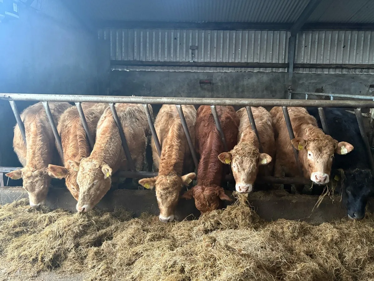 Weanling Heifers - Image 2