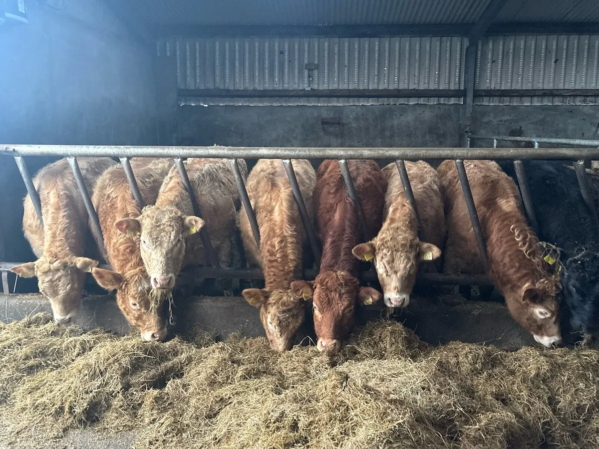 Weanling Heifers - Image 3