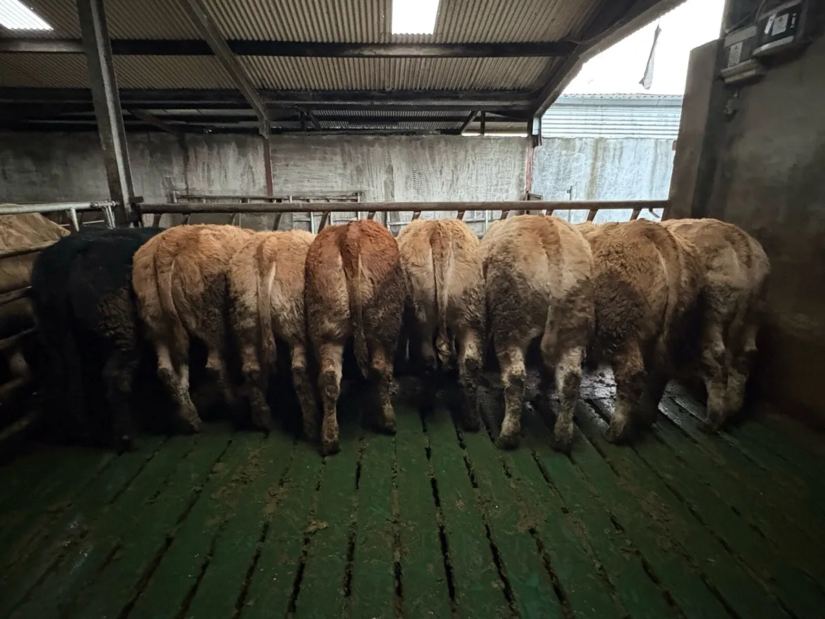 Weanling Heifers - Image 4