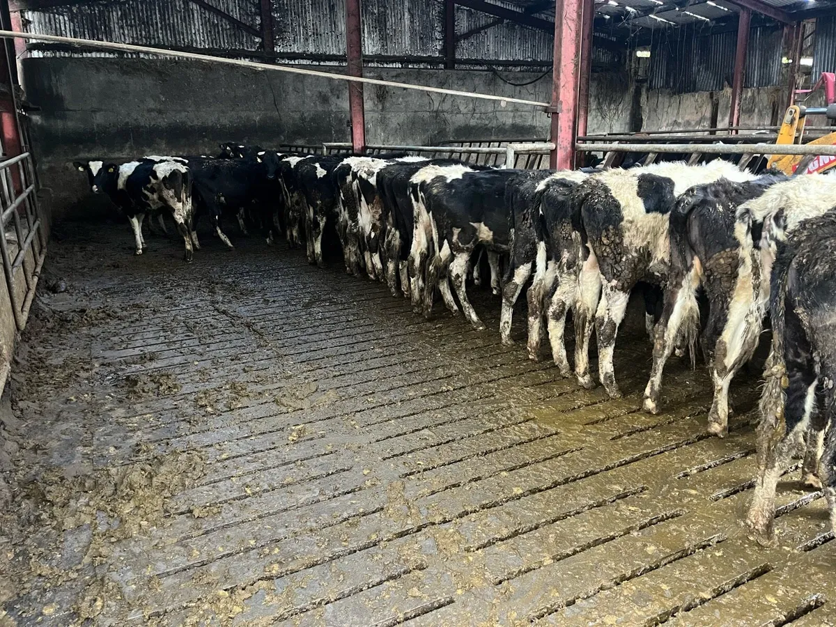 Maiden heifers - Image 2