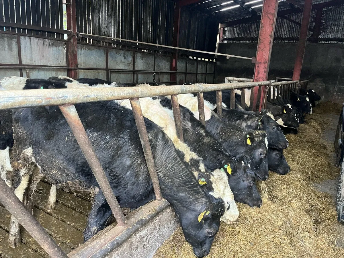 Maiden heifers - Image 3