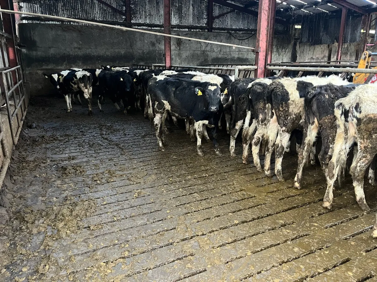 Maiden heifers - Image 1