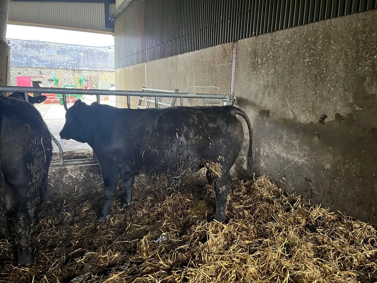Pedigree Angus Bulls - Image 1