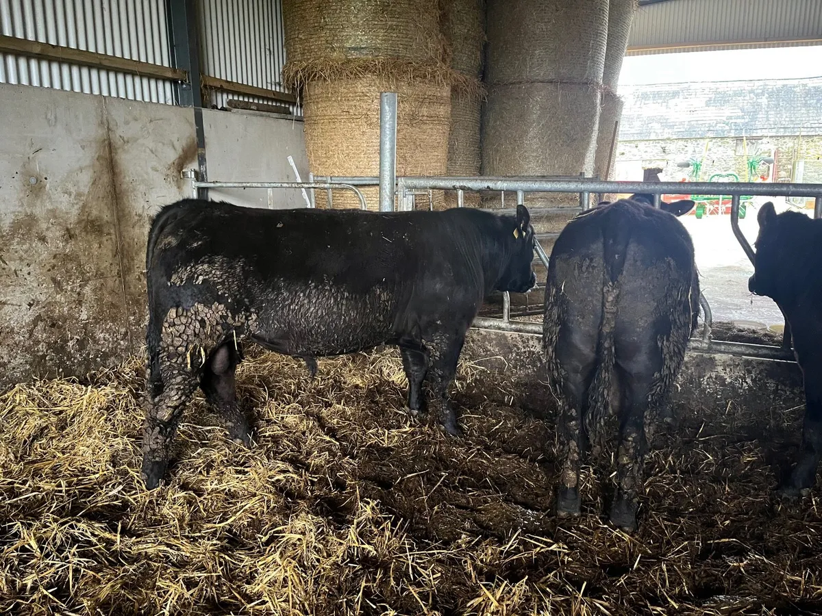 Pedigree Angus Bulls - Image 2