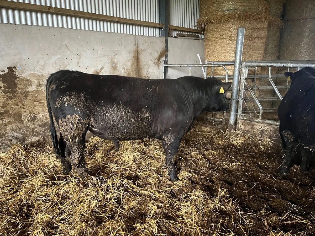 Pedigree Angus Bulls - Image 3