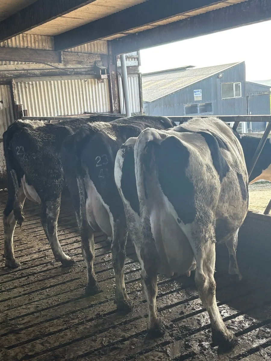 Milking cows + Springing cows - Image 1