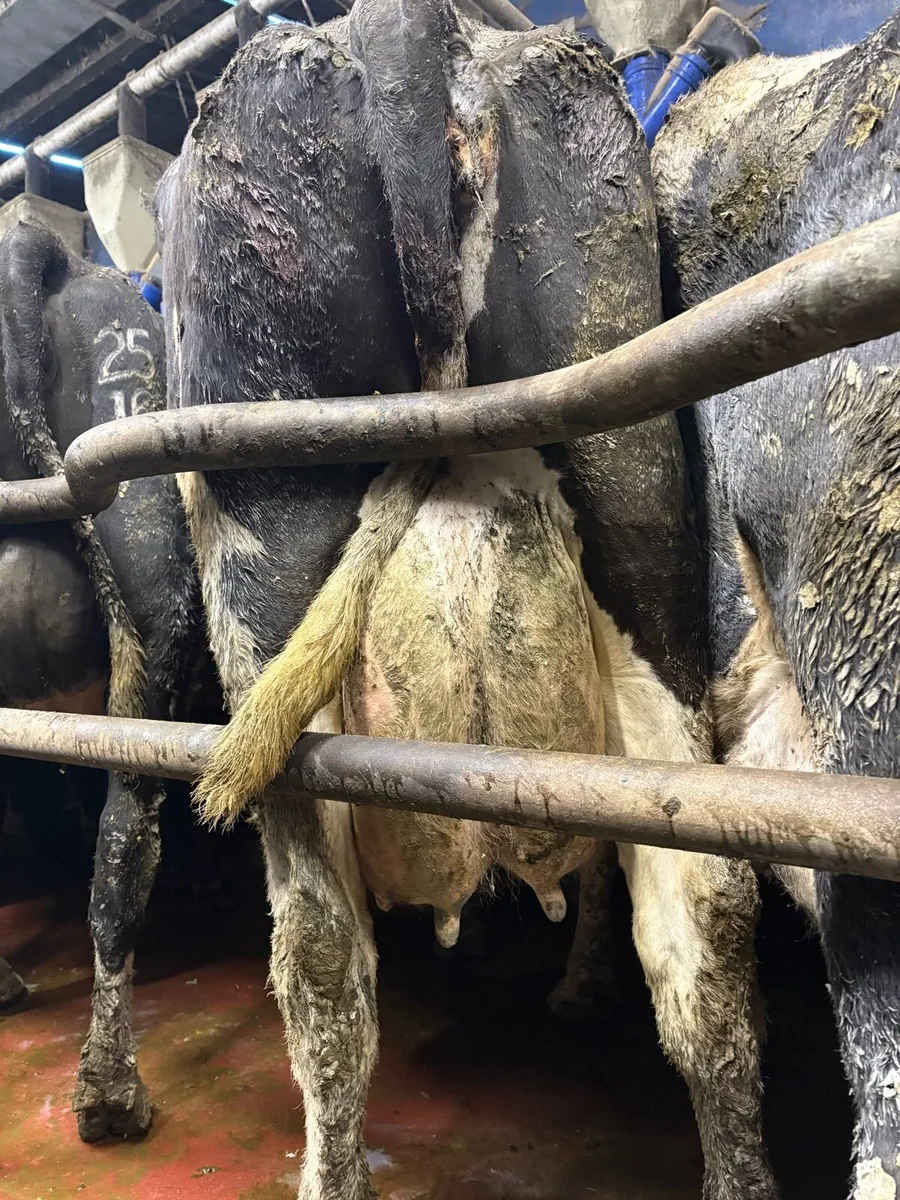 Milking cows + Springing cows - Image 2