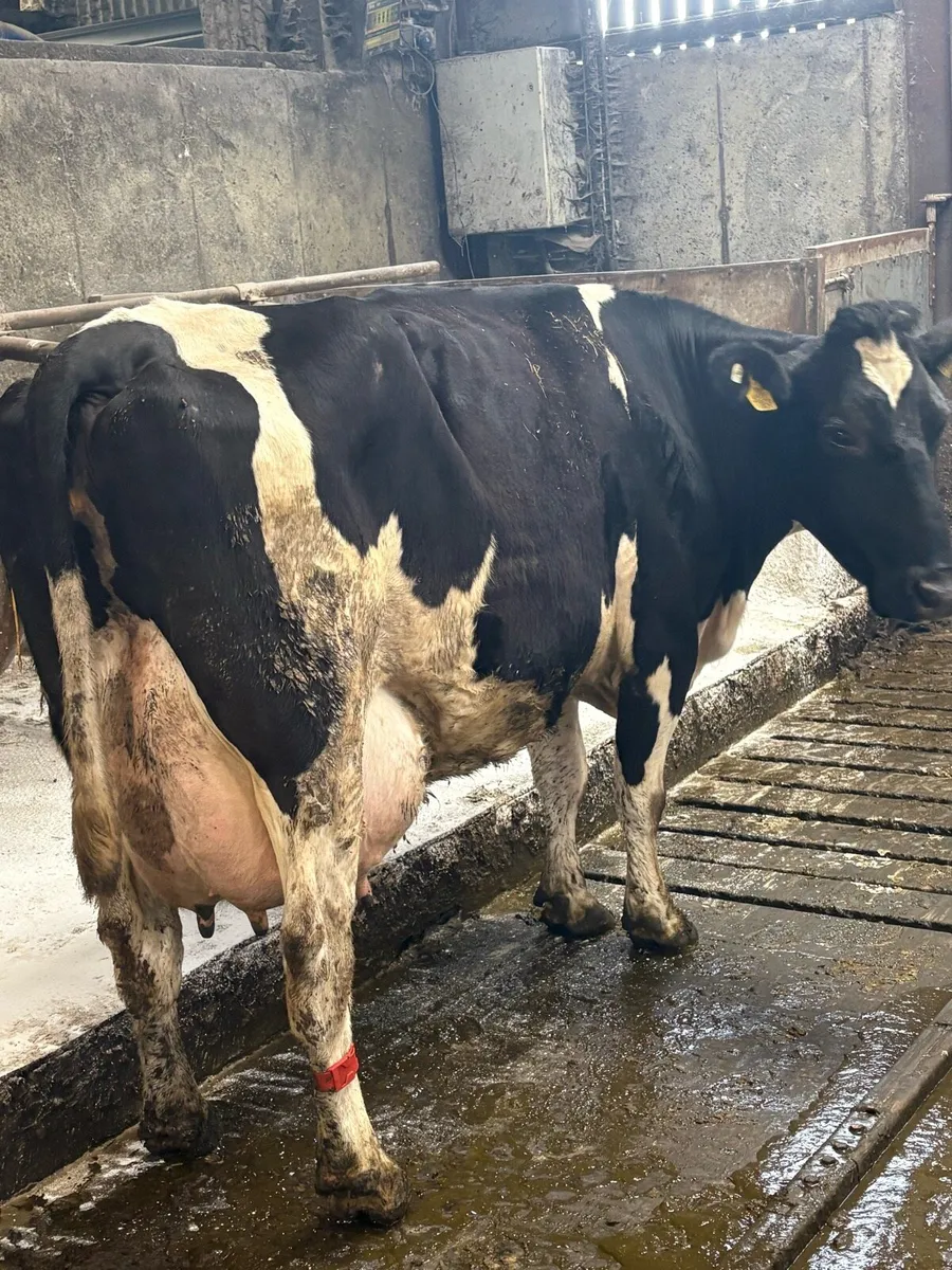 Milking cows + Springing cows - Image 3