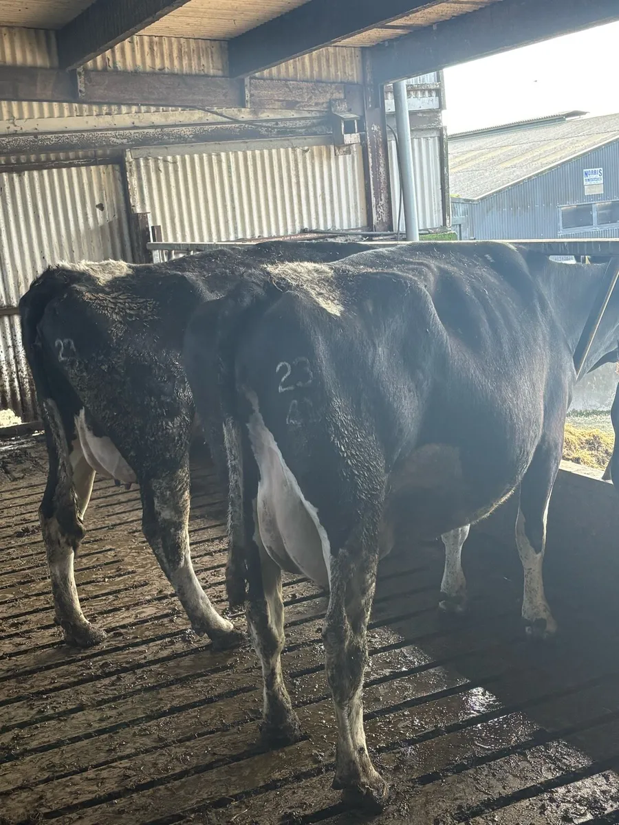 Milking cows + Springing cows - Image 4