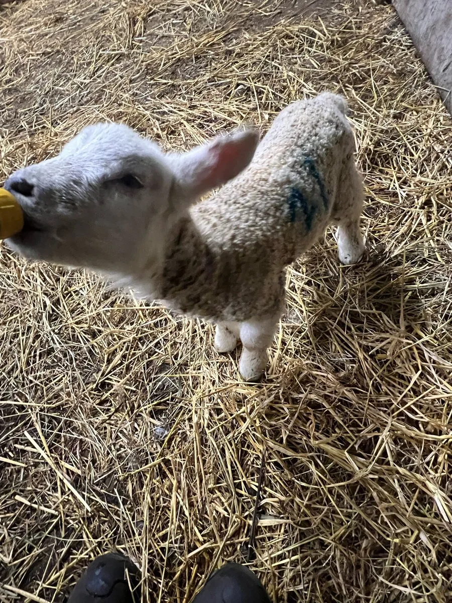 Pet lamb