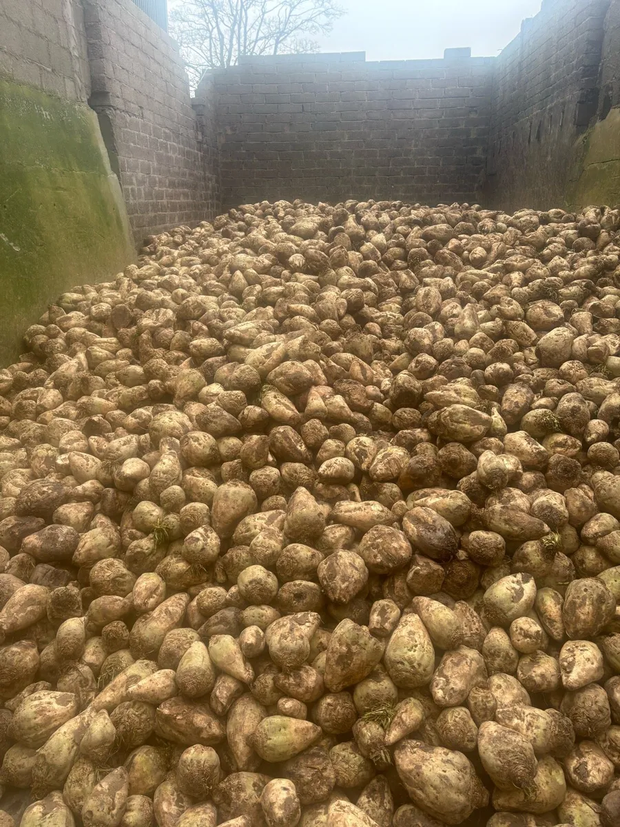 Fodder Beet - Image 2